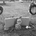 Gourdneck Prairie Cemetery #11