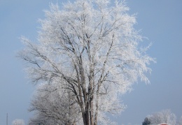 Hoarfrost Morning (December 2010) - display this album Hoarfrost Morning (December 2010)