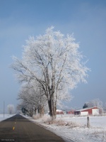 the frosted tree