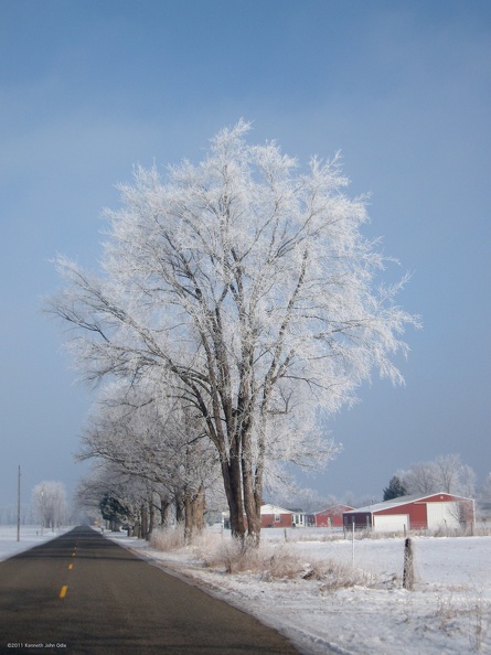 the_frosted_tree.jpg