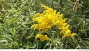 Al Sabo 4 -- There is a lot of goldenrod (<i>Solidago spp.</i>) in bloom this time of year. Despite what adverts would have you believe, goldenrod is not responsible for allergies.