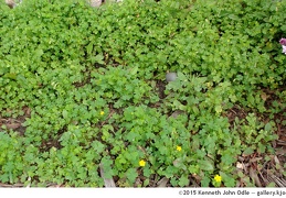 Botany: Plants - display this album Botany: Plants