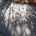 Path with shadows #2