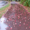 Leaves on wet sidewalk