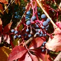 Viriginia creeper berries
