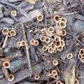 Bird's nest fungus #1