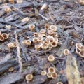 Bird's nest fungus #2