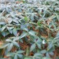 Groundcover with pine needles