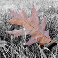 Oak leaf in field