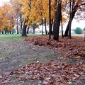 Leaves on golf course