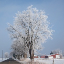 Landscape — Hoarfrost Morning, December 2010