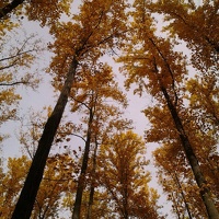 One day last fall, in the woods, with the twins. Look up.