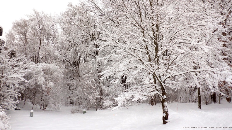 Snow-covered trees in winter.