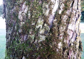 Cherry tree trunk with moss