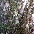 Cherry tree trunk with moss