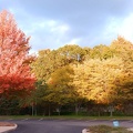 Autumn trees #2