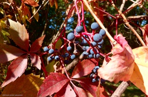 Viriginia creeper berries