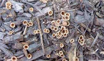 Bird's nest fungus #1