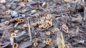 Bird's nest fungus #2