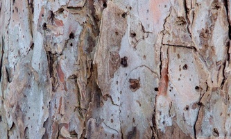 Bark of red pine #1