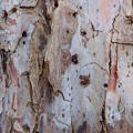 Bark of red pine #1