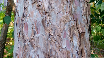 Bark of red pine #2