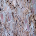 Bark of red pine #2