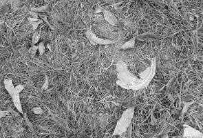 dead grass, leaves, cup lid