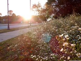 Sunset with wildflowers