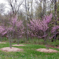 Landscape — Eliason Nature Reserve, April 2026