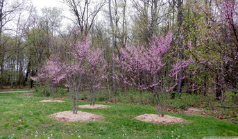 start with redbuds 20260426