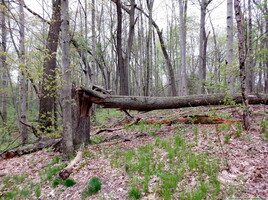 the broken tree 20260426