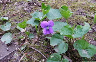 Viola sororia #1 20260426