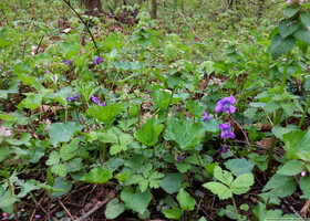 Viola unknown #1 20260426