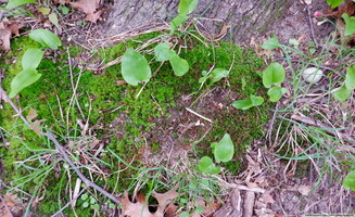 looking down #1 20260426