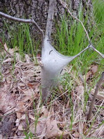 tent caterpillars 20260426