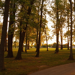Landscape — Early morning walks (from phone) 